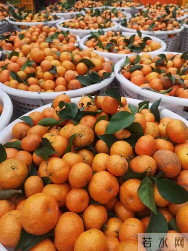 今冬砂糖橘：价涨仍成秋冬"顶流"
