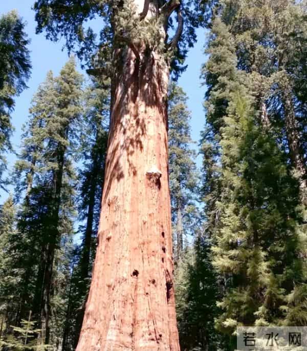 农村被嫌弃的"杂木"，其实是"黄金木"，比黄花梨还珍贵