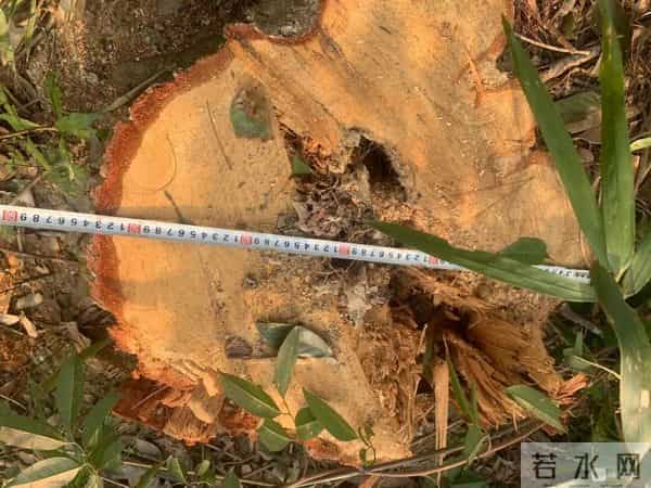 事发延平！我家祖坟的百年古树被砍了，对方耍赖不赔偿