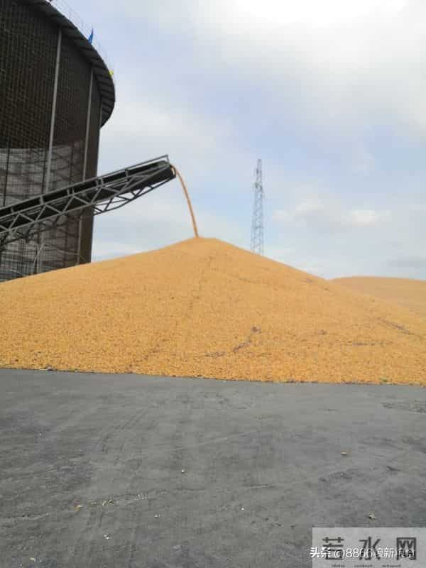 慌：行情有变，玉米迎来落价高峰