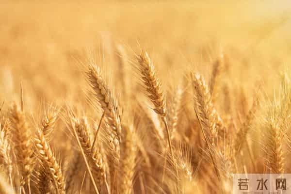 突发！小麦：大反转！