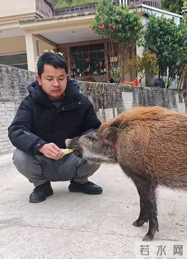 广州男子收养小野猪一年多从30斤长到150斤,曾有人开价5万购买遭拒