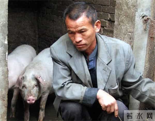 农业农村部监测预警：生猪、仔猪、猪肉价格继续下跌，饲料涨价了