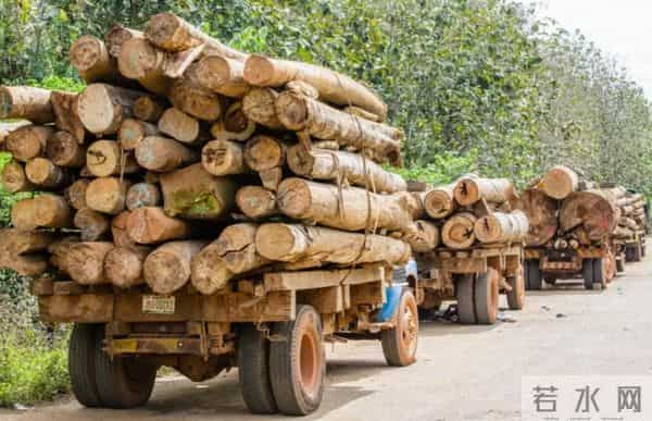 农村被嫌弃的"杂木"，其实是"黄金木"，比黄花梨还珍贵