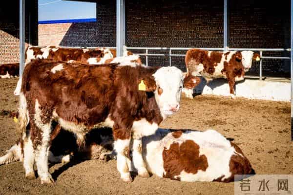 寒冬探访阳高县万头肉牛养殖基地