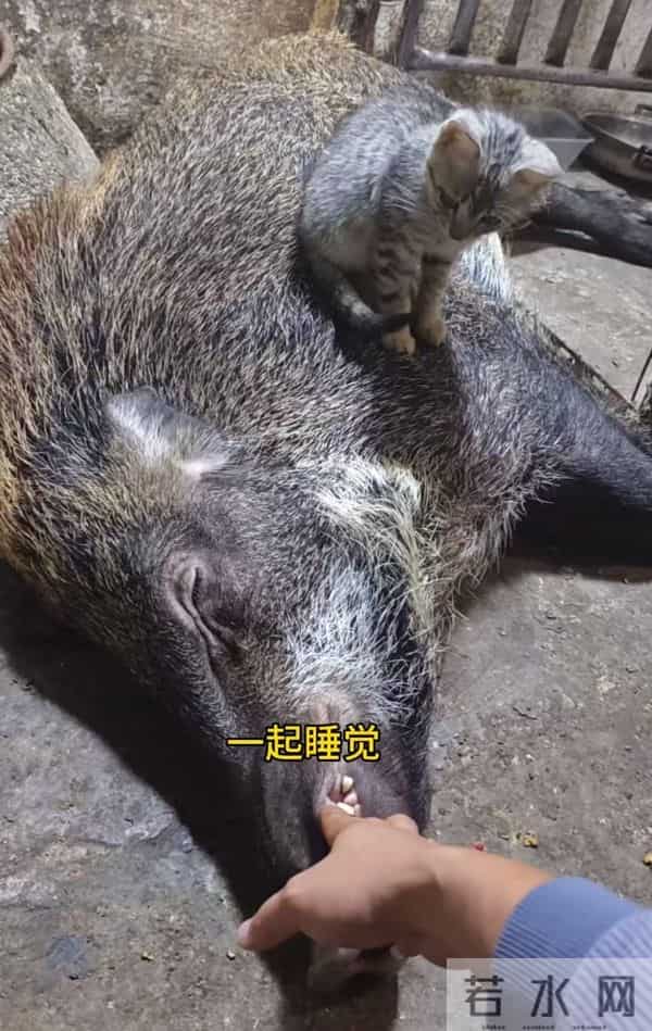 广州男子收养小野猪一年多从30斤长到150斤,曾有人开价5万购买遭拒