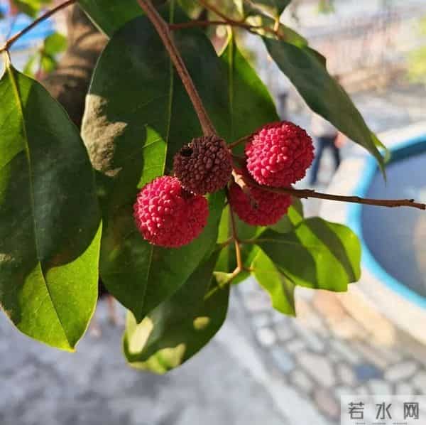 罕见！广东一棵荔枝树在12月结果