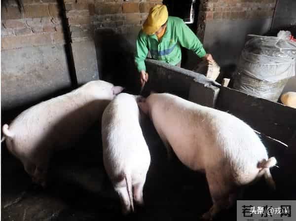 从20元到5元！猪价崩了？巨头早靠卖香肠赚钱，散户还在赌周期
