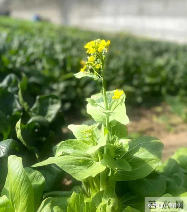 冬前“管”好苗，春来“油”望高——油菜这样过冬，苗壮根强！