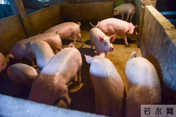 猪价能下跌到什么价位？