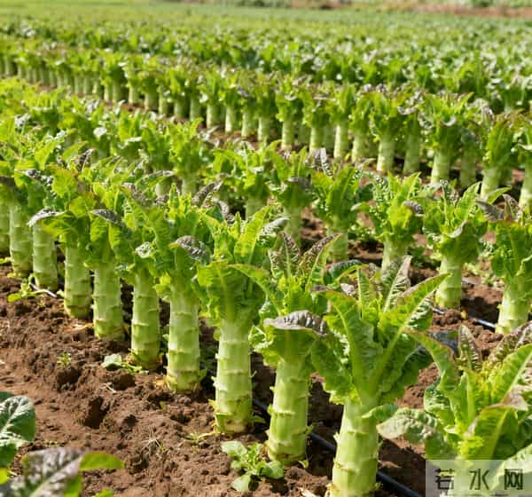 莴笋越冬生死线，五件事不做开春哭！