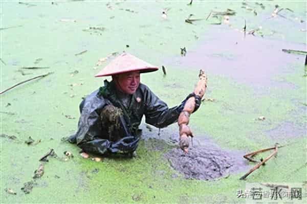 日采2万斤，远销欧美！藕塘莲藕又迎大丰收