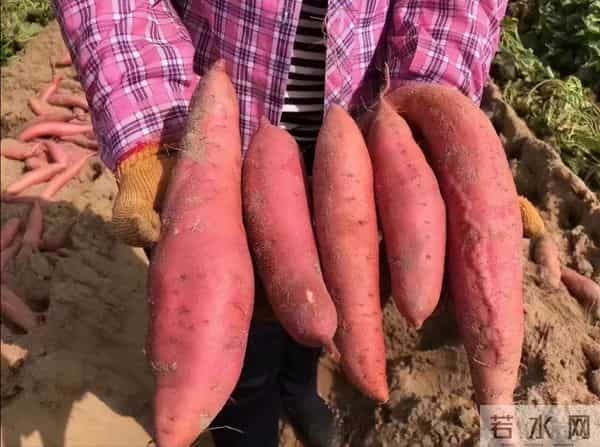 中国哪里的红薯最好吃？认准这3个品种买，软糯香甜，细腻无纤维