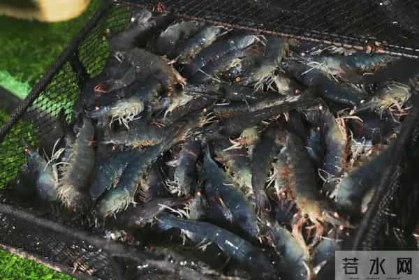 西藏林芝产的白对虾，凌晨直达拉萨！