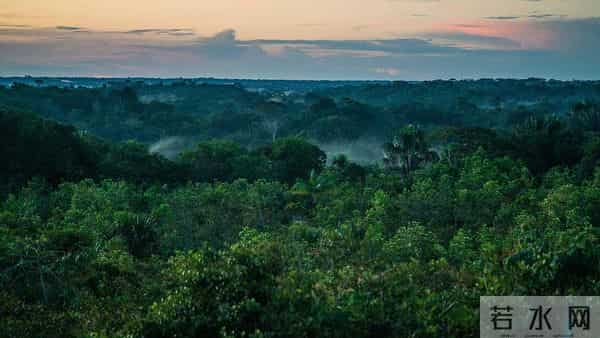 7百万公顷森林去哪了？阿根廷农民泪别电锯，靠美洲豹吃上饭！