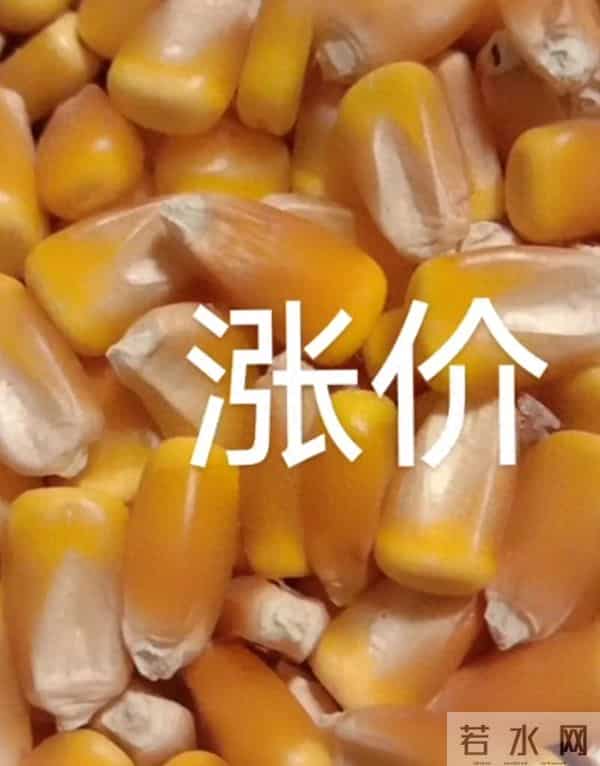 玉米一夜翻涨，后期走势分析