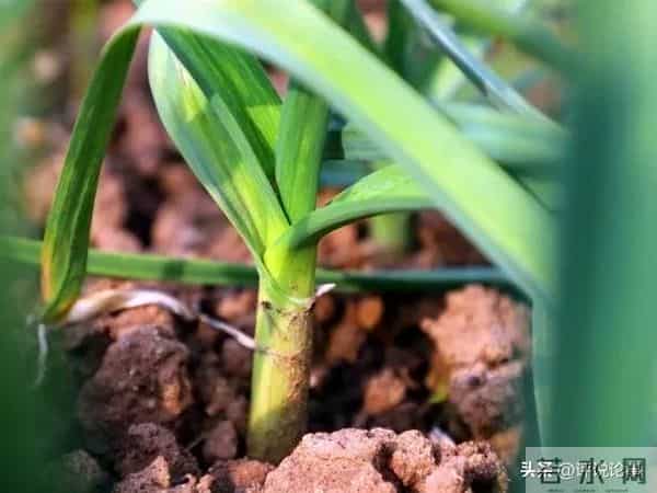 速看！大蒜冬天盖树叶，到底行不行？