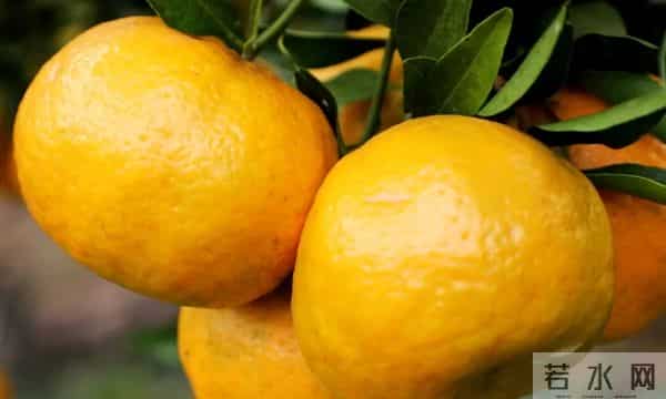 1.8万余亩，成熟上市啦！遵义人千万不要错过