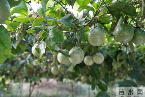 百香果为啥卖不动了？4个扎心真相，种植户的血泪教训！