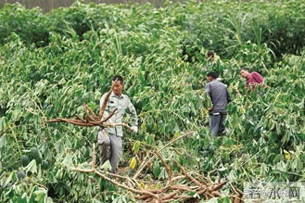 木薯“翻身”记——柳州木薯逐渐走上产业化道路
