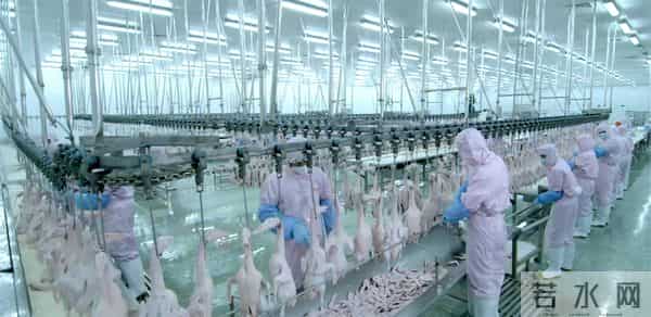 真相来了，一只活鸭上百块，一只烤鸭只要25元，你还敢吃吗？