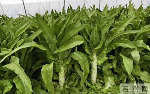 莴笋越冬生死线，五件事不做开春哭！