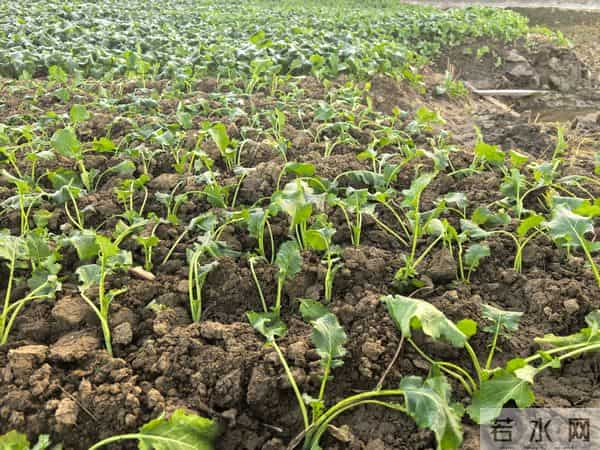 油菜越冬就抓着三招，来年油罐子满当当！