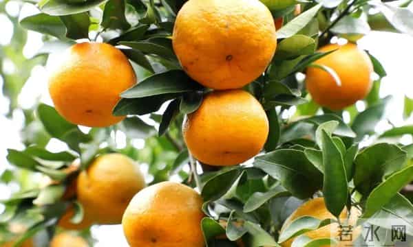 1.8万余亩，成熟上市啦！遵义人千万不要错过