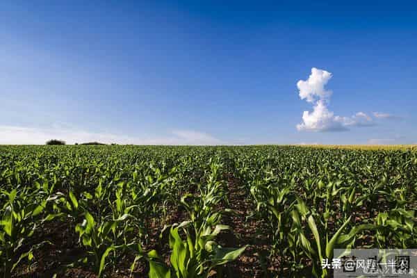 黄淮区域口碑优良夏玉米品种
