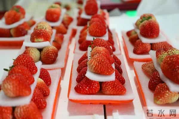 “膨大剂”催熟草莓这个月大量上市？记者调查