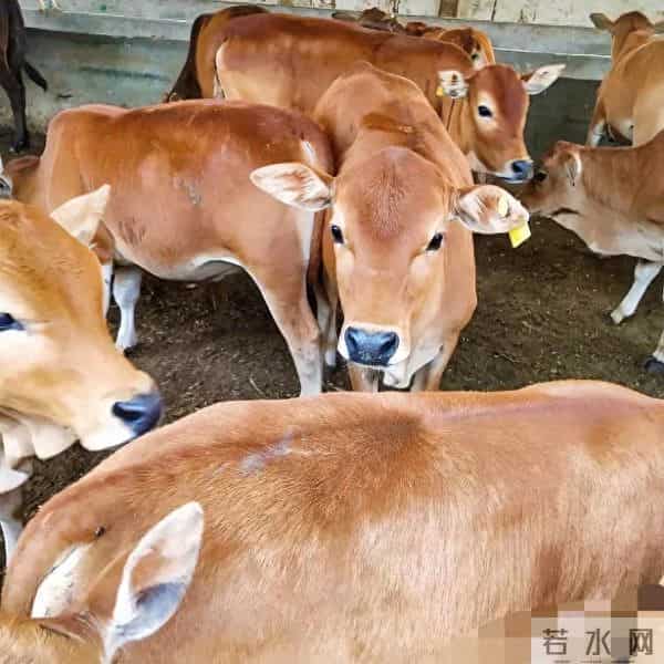 打工没人要、求职被拒？返乡搞3件事一年纯赚5万，比上班还踏实！