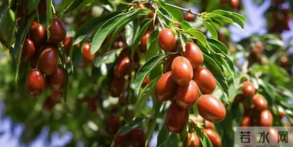 枣树别瞎种！试试嫁接这些树，果子又大又甜，看完我也心动了！