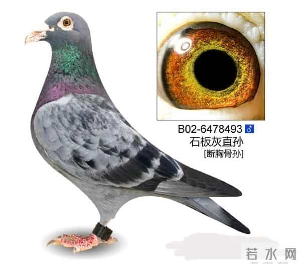 八点经验帮你挑出冠军幼鸽