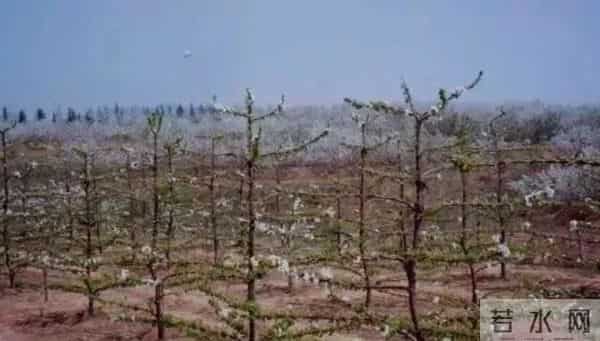 樱桃树修剪五不宜！