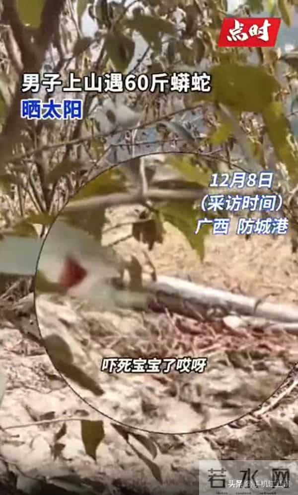 男子上山找蜂蜜遇蟒蛇趴老坟旁晒太阳：目测有约60斤，离它两米远，吓得心里慌