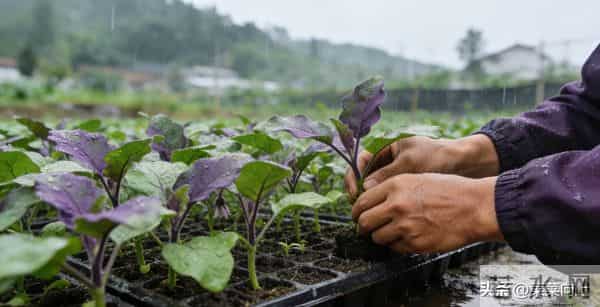 明年种菜口诀要记牢！按节气种，四季鲜蔬吃不完，新手也能获丰收