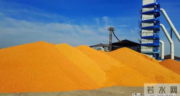 玉米南北价差扩大,企业转向替代粮,年后卖粮或更难