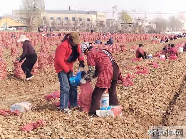 【乡村振兴信息网】孟州人在偃师种的生地“熟”了
