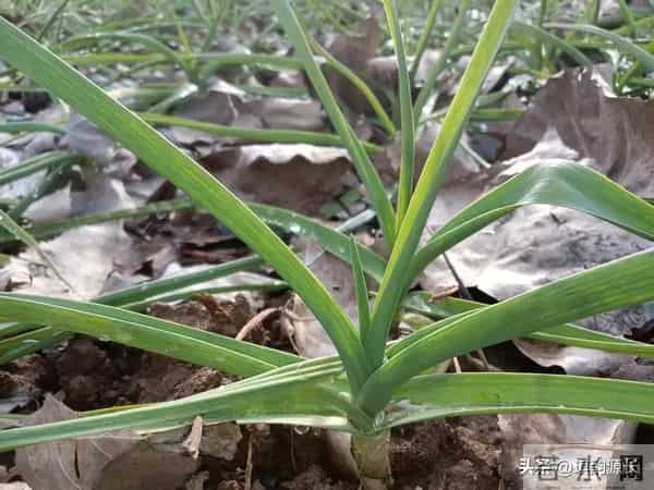 大雪后大蒜停长、苗子细弱？追对1次肥，蒜头膨大翻倍，大又实！