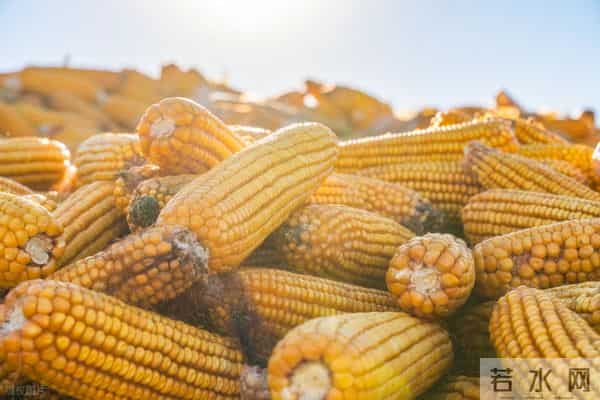 又来大事了!进口玉米将在东北拍卖,什么信号?