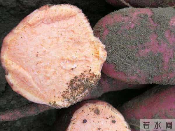 中国哪里的红薯最好吃？认准这3个品种买，软糯香甜，细腻无纤维