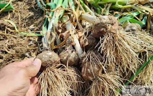 大雪后大蒜停长、苗子细弱？追对1次肥，蒜头膨大翻倍，大又实！
