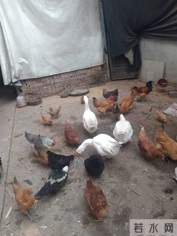 250元-只为啥抢着买？四川老何的养殖经验藏不住了，大家了解一下