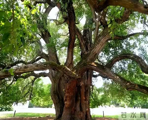 农村被嫌弃的"杂木"，其实是"黄金木"，比黄花梨还珍贵