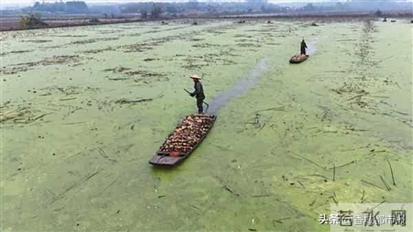 日采2万斤，远销欧美！藕塘莲藕又迎大丰收