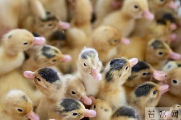 真相来了，一只活鸭上百块，一只烤鸭只要25元，你还敢吃吗？