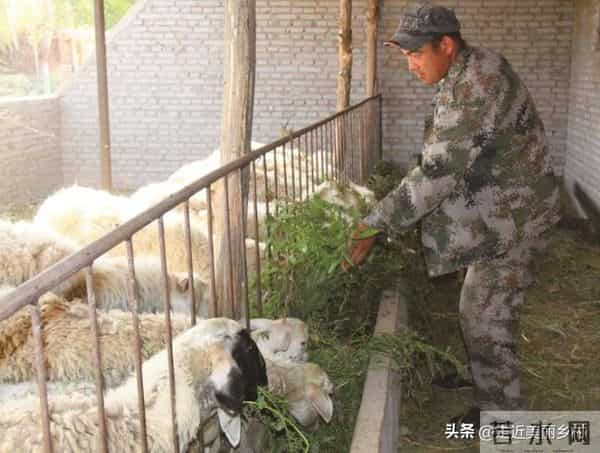 农村6种"零成本"饲料晒干粉碎喂羊，成本降一半！养殖户必看