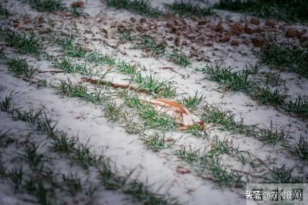 小麦不冬灌，产量要减半”，真假？今年播种晚，还要不要冬灌？