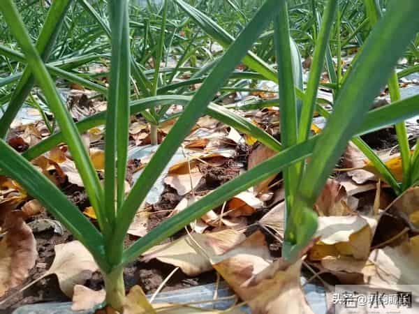 大雪后大蒜停长、苗子细弱？追对1次肥，蒜头膨大翻倍，大又实！