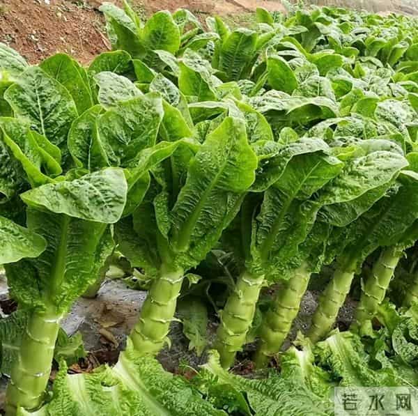 老话“冬害一层皮，春少一茬利”，莴笋越冬5件事 一件比一件关键